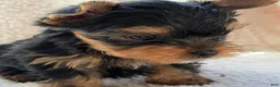 Yorkshire Terrier dogs for sale: George - Ad 2
