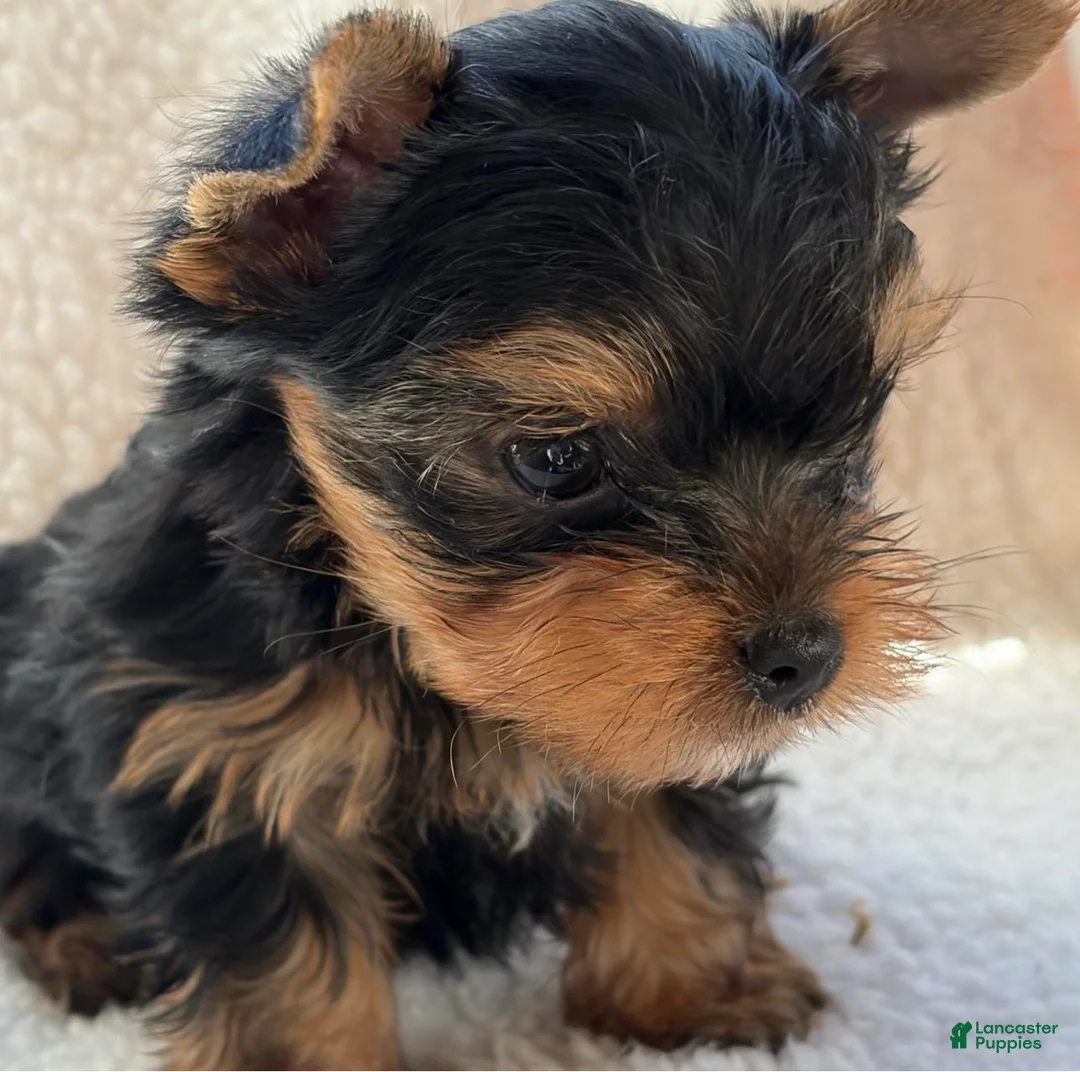 Yorkshire Terrier dogs for sale: George - Ad 2