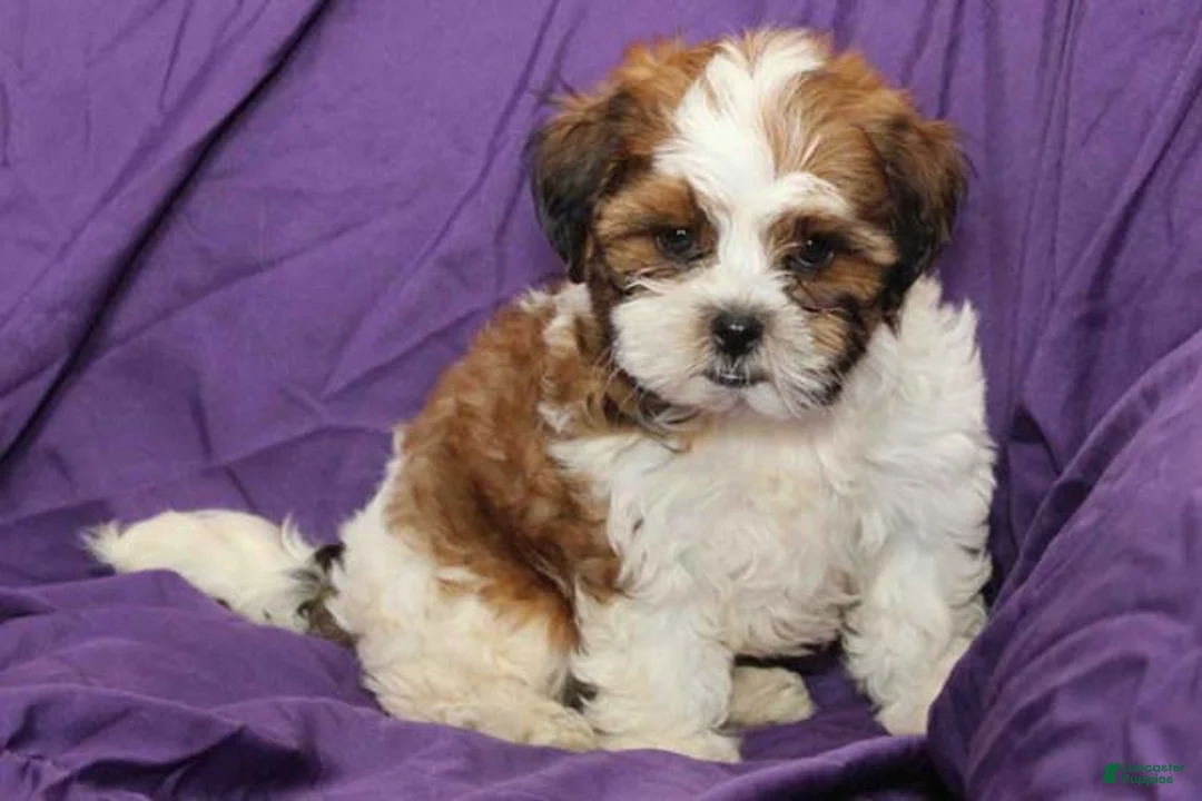 Shihpoo dogs for sale: Scout - Ad 1