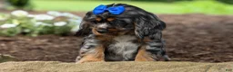 Cocker Spaniel dogs for sale: Dakota 🐶💙 - Ad 13