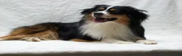 Miniature Australian Shepherd dogs for sale: Muffin - Ad 7