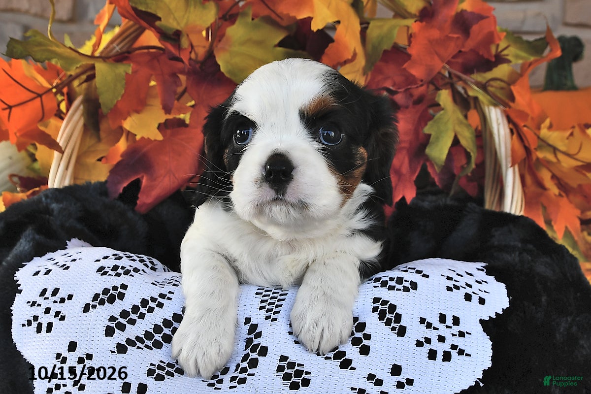 Cavalier King Charles Spaniel dogs for sale: Colleen  - Ad 1