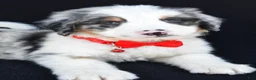 Mini Bernedoodle dogs for sale: Luke - Ad 4