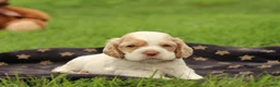 Cocker Spaniel dogs for sale: Hickory - Ad 4