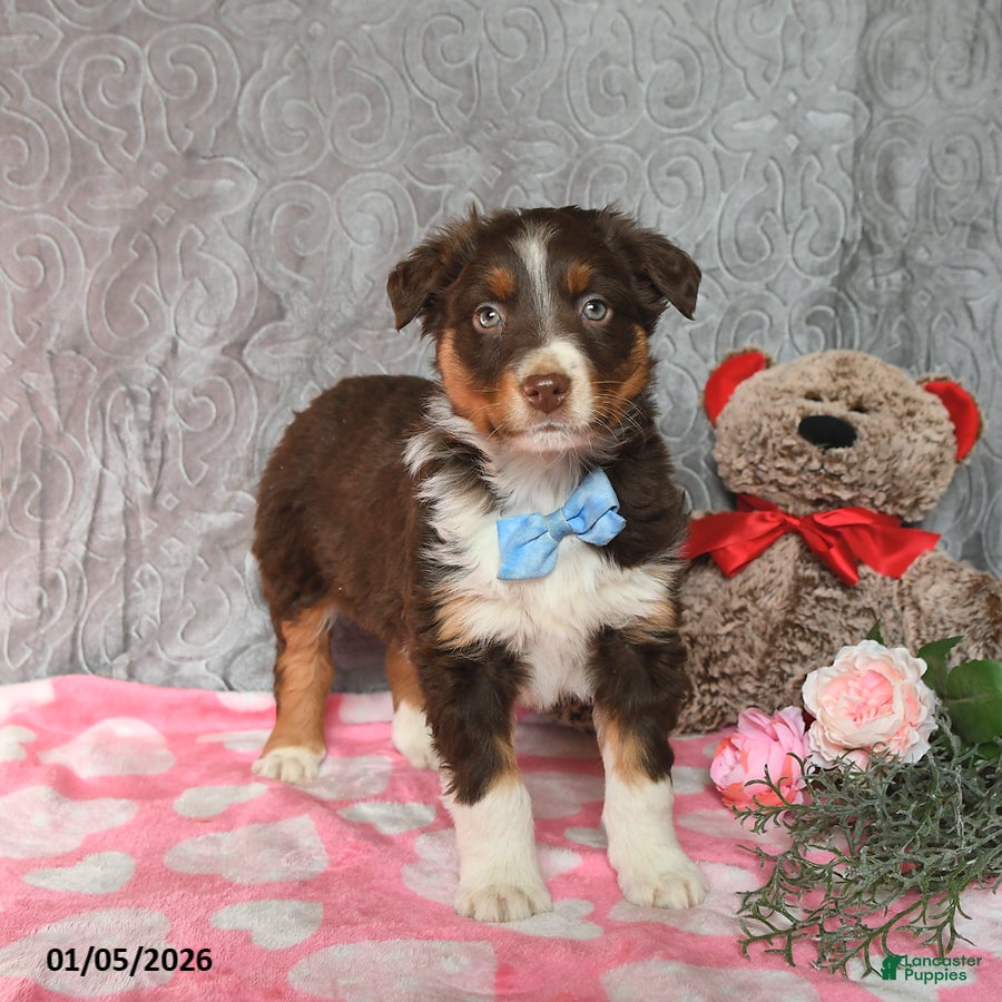 Australian Shepherd dogs Kip   - Ad 37