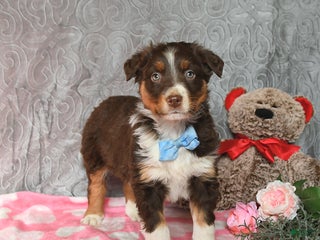 Australian Shepherd dogs Kip - Ad 37