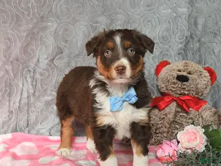 Australian Shepherd dogs Kip - Ad 39