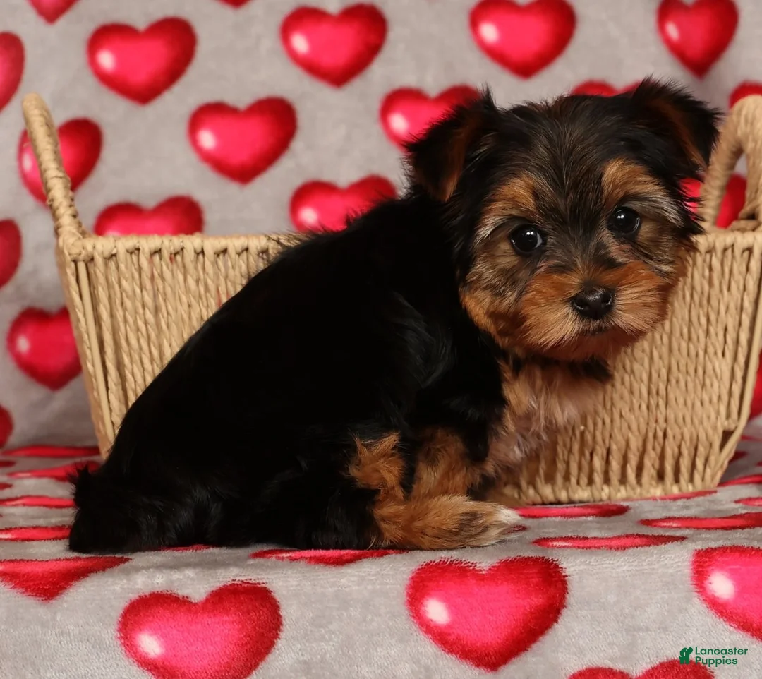 Yorkshire Terrier dogs for sale: Ginger - Ad 8