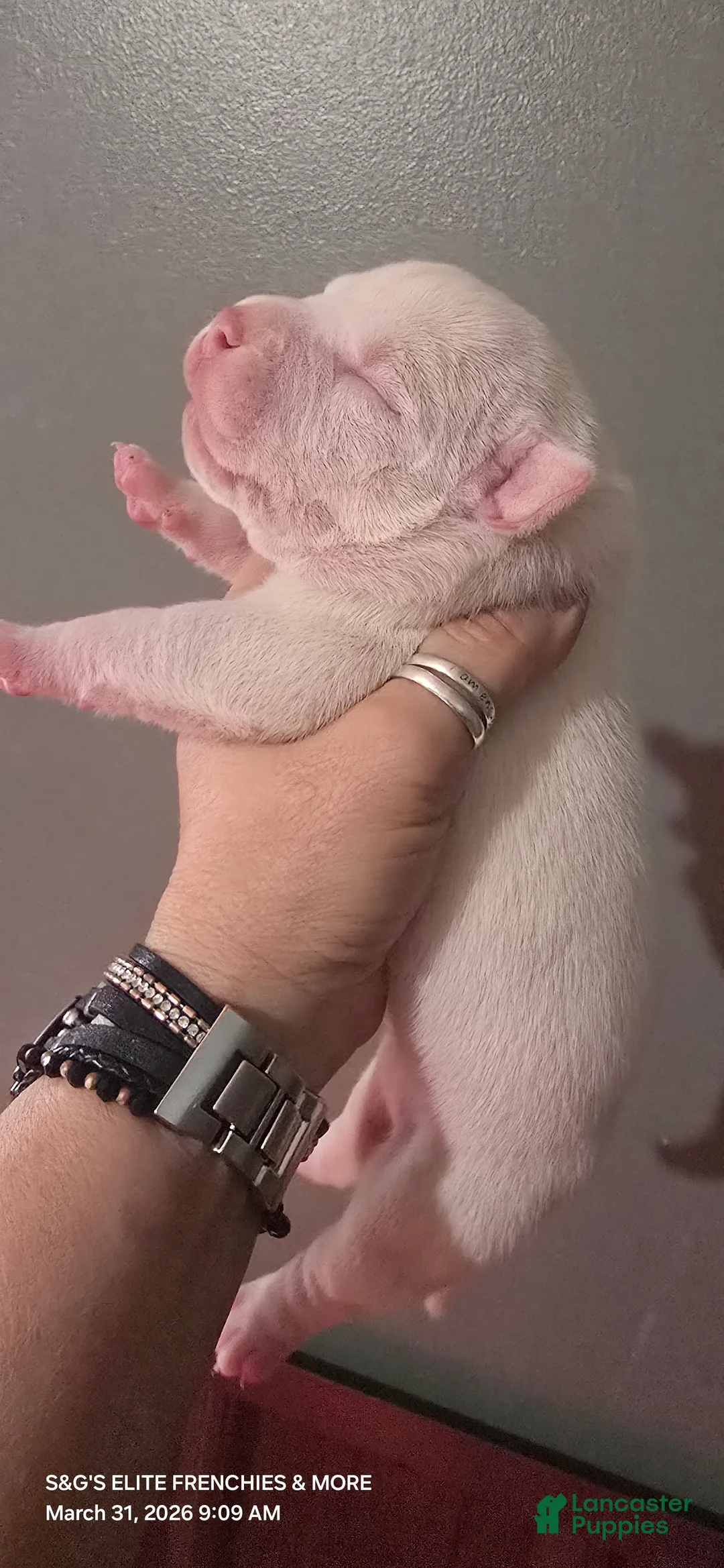 American Bully dogs for sale: Vegas - Ad 2