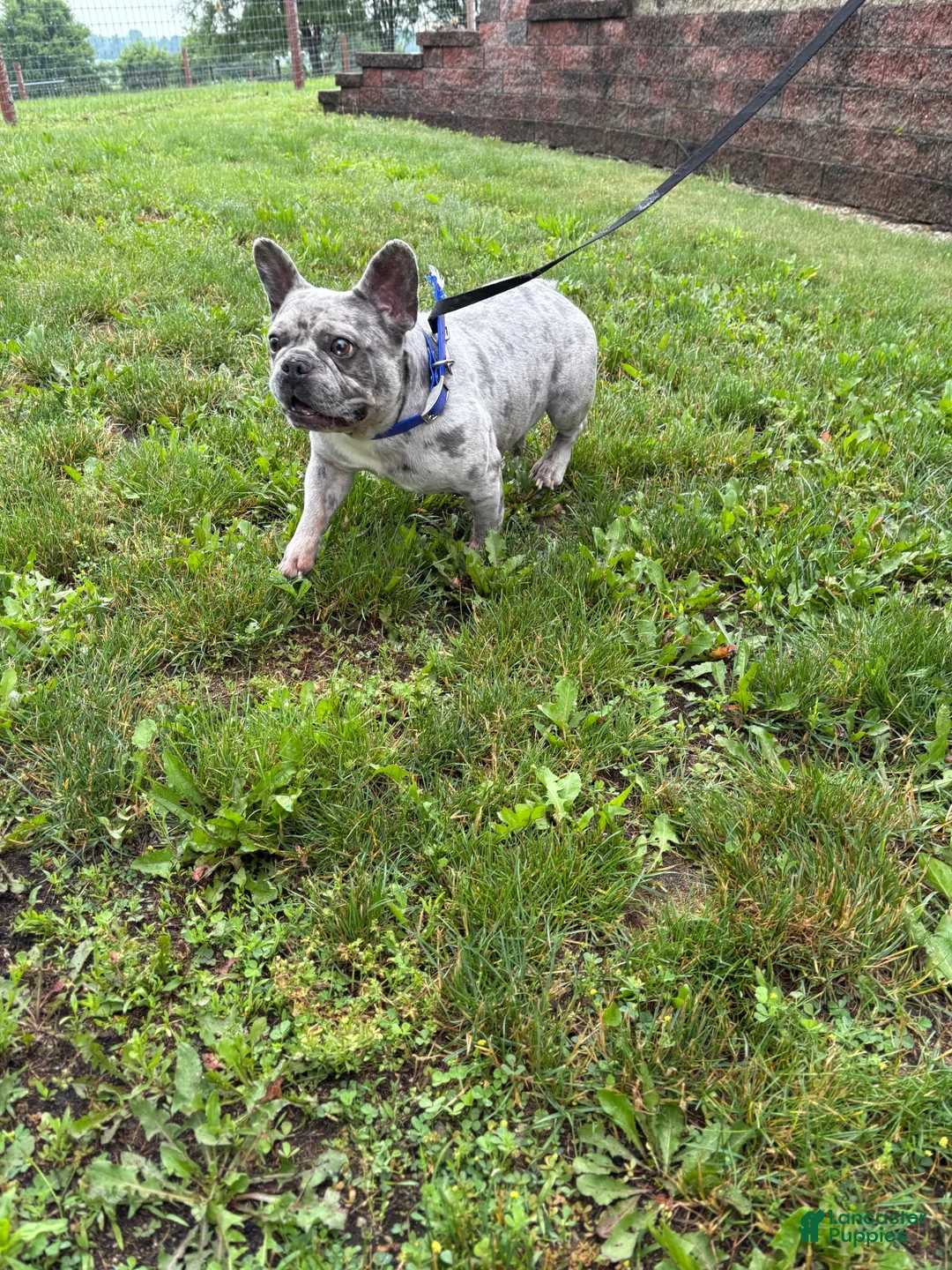 French Bulldog dogs for sale: Dallas - Ad 6