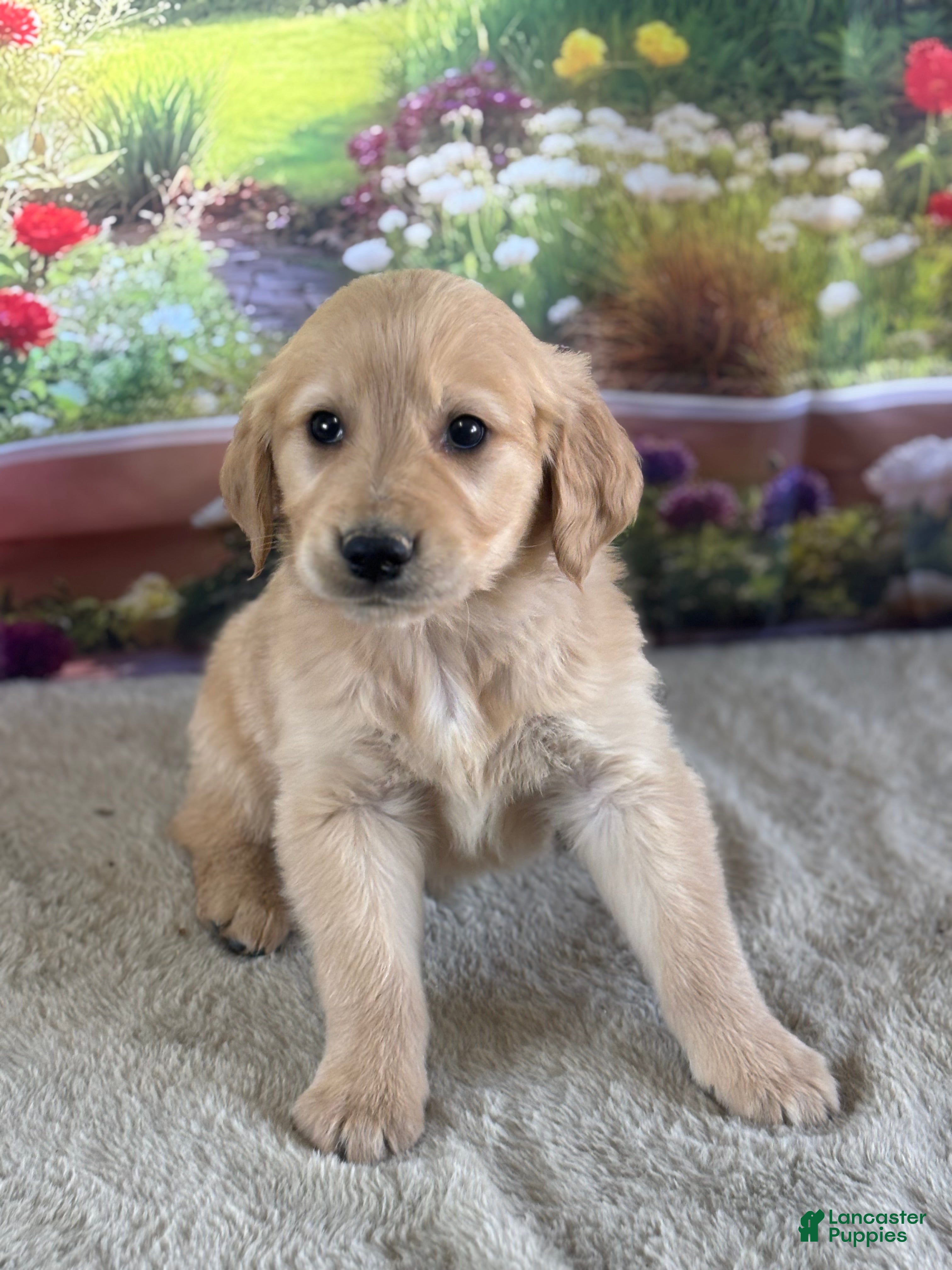 Golden Retriever dogs  Pheonix - Ad 2