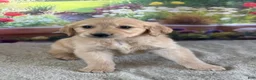 Golden Retriever dogs for sale:  Pheonix - Ad 2