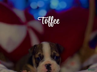English Bulldog dogs Toffee - Ad 18