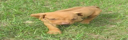 Rhodesian Ridgeback dogs for sale: Rhodesian Ridgeback 6 - Ad 4