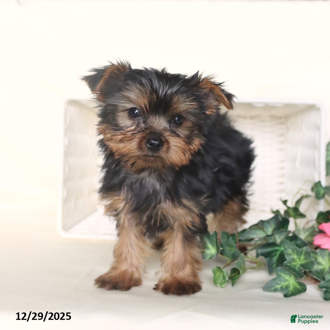 Yorkshire Terrier dogs for sale: Theo - Ad 4