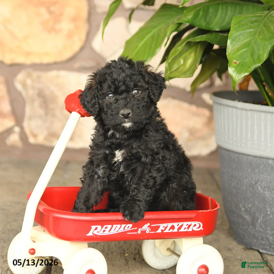 Double Doodle dogs for sale: Blackie - Ad 1