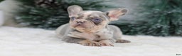 French Bulldog dogs for sale: Filo - Ad 7