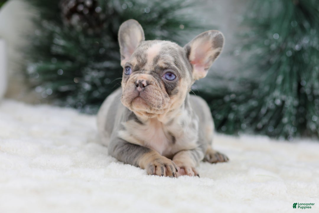 French Bulldog dogs for sale: Filo - Ad 7