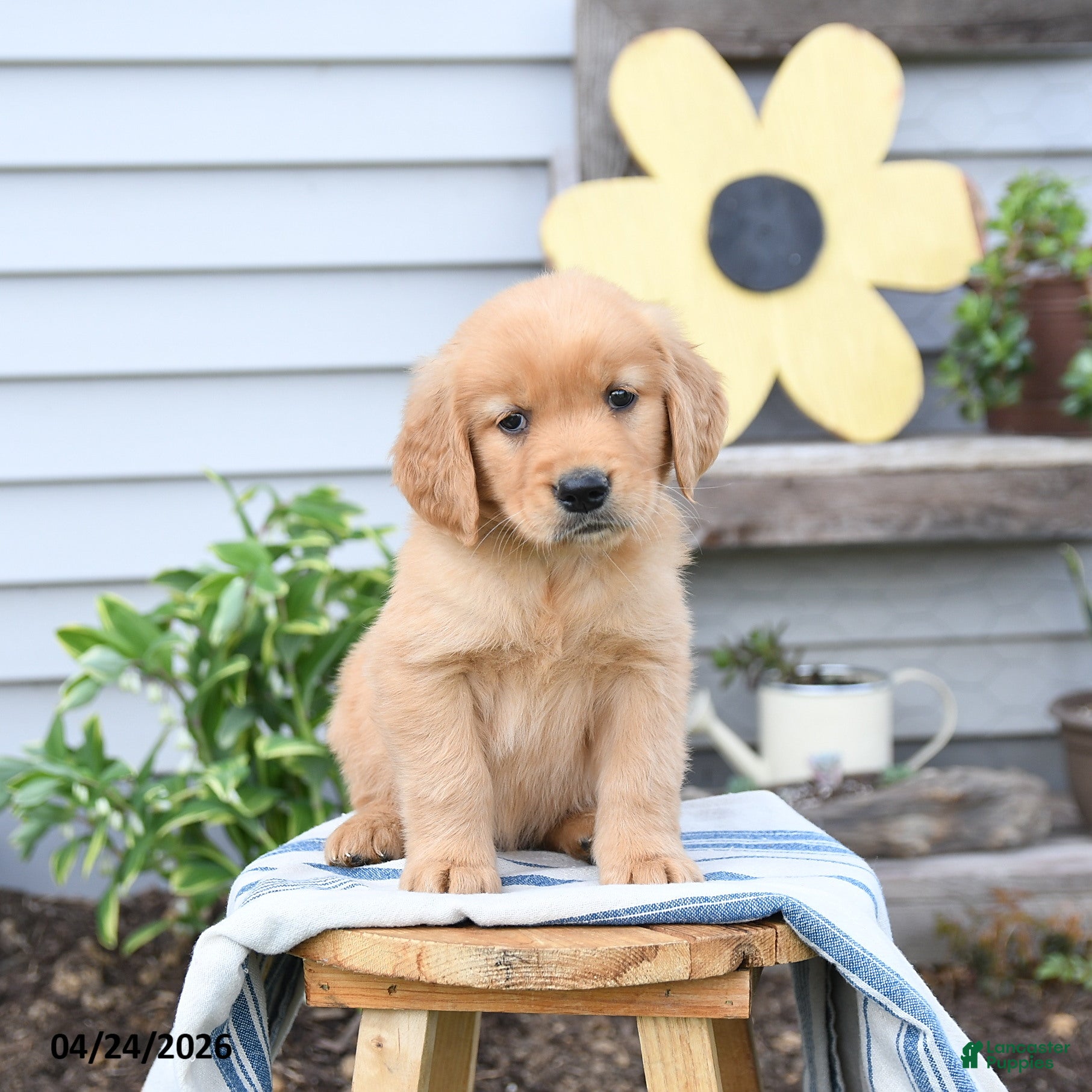 Golden Retriever dogs Sammy - Ad 1