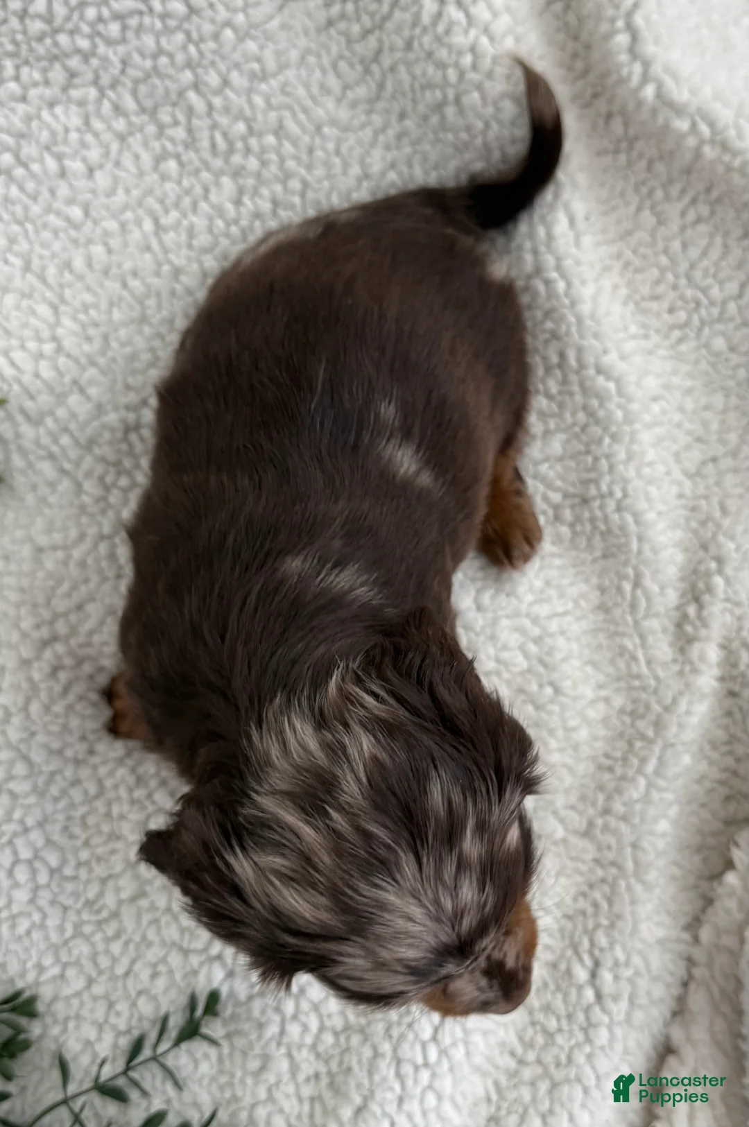 Miniature Dachshund dogs for sale: Tanner - Ad 3