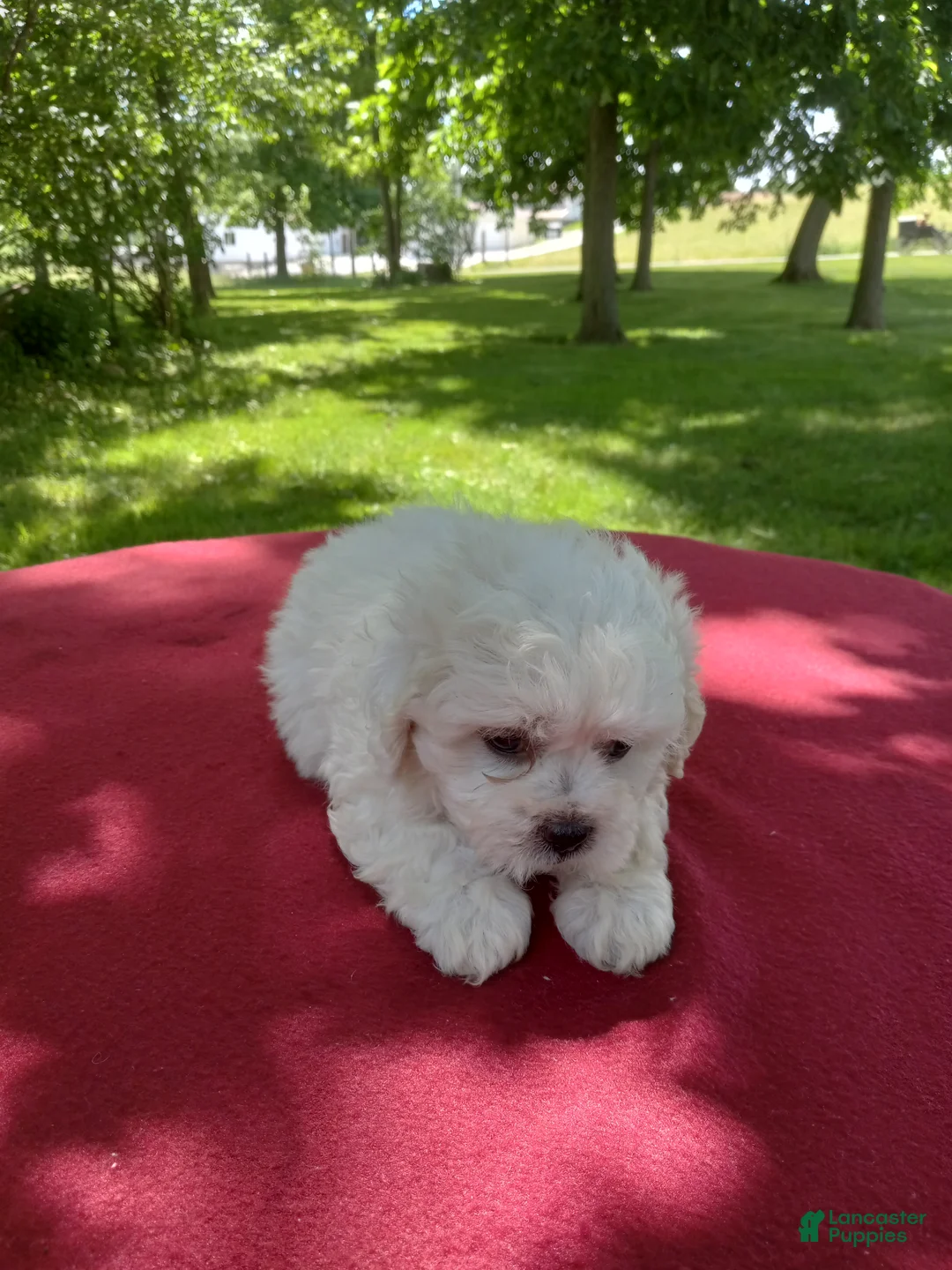 Teddy Bear dogs for sale: Dolly - Ad 2