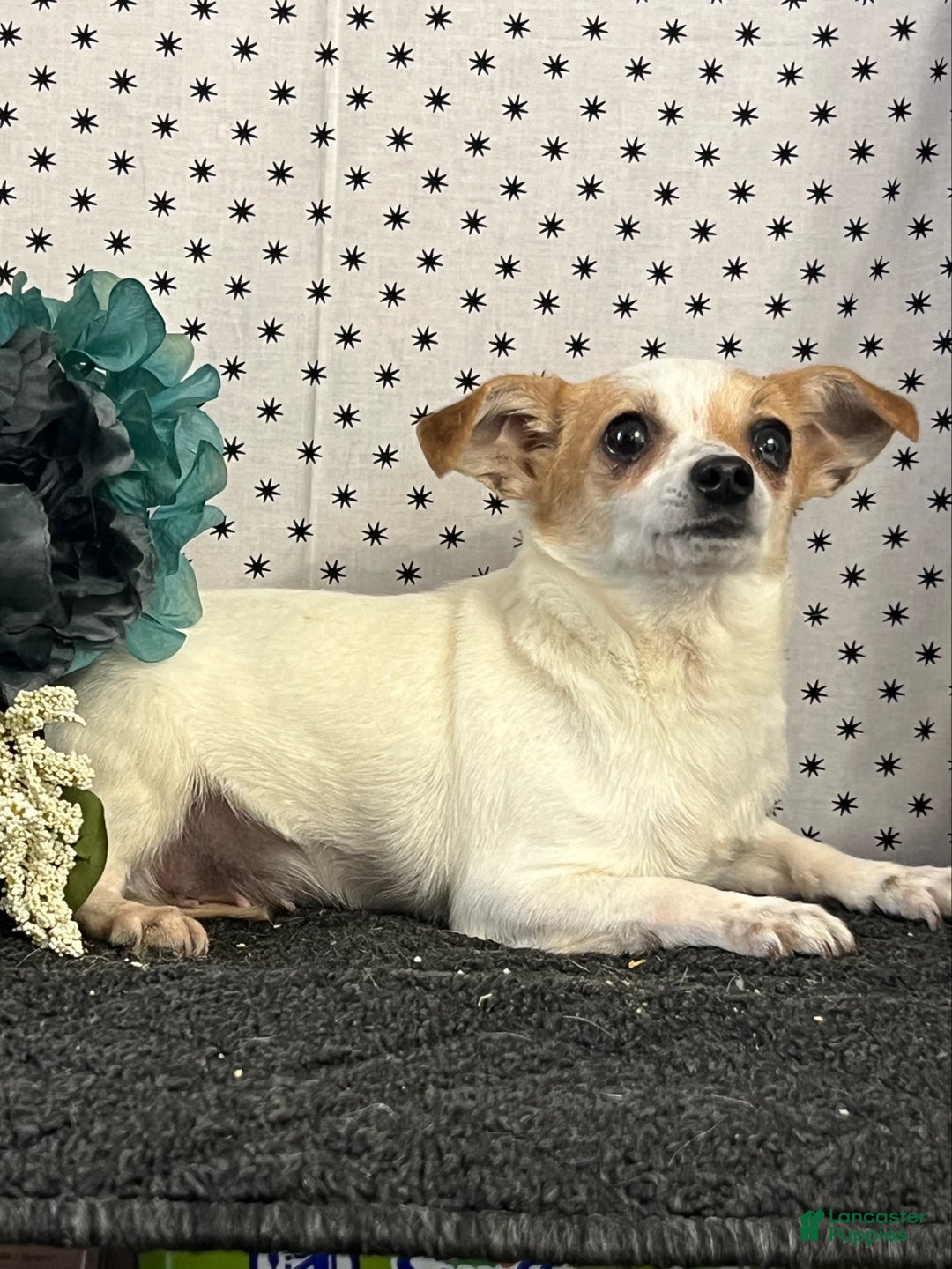 Chihuahua dogs for sale: Babes - Ad 3