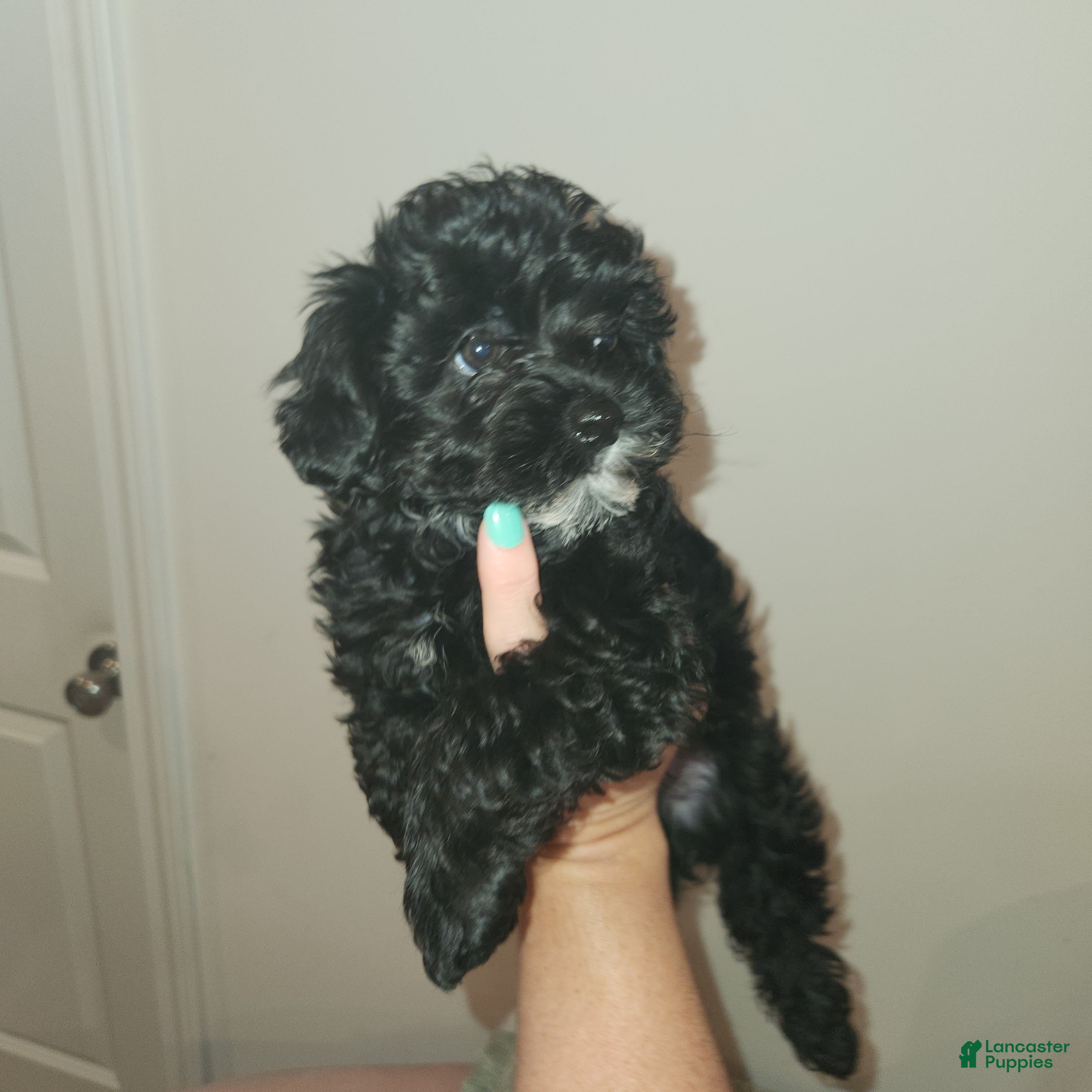 Yorkiepoo