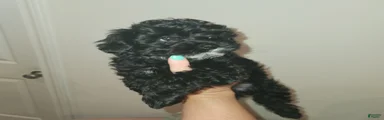 Yorkiepoo 1