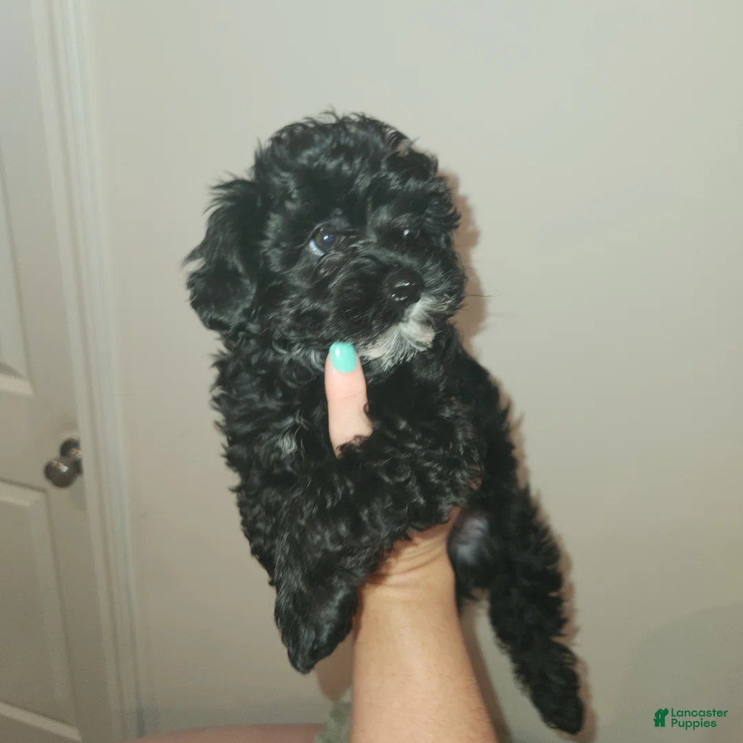 Yorkiepoo dogs for sale: Yorkiepoo 1 - Ad 1