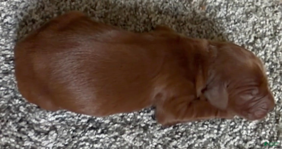 Irish Setter dogs Irish Setter 5 - Ad 17