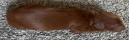 Irish Setter dogs for sale: Irish Setter 5 - Ad 1