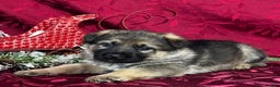 German Shepherd dogs for sale: Oakley - Ad 5