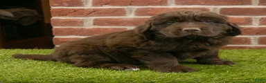 Dexter