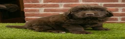 Newfoundland dogs for sale: Dexter - Ad 1