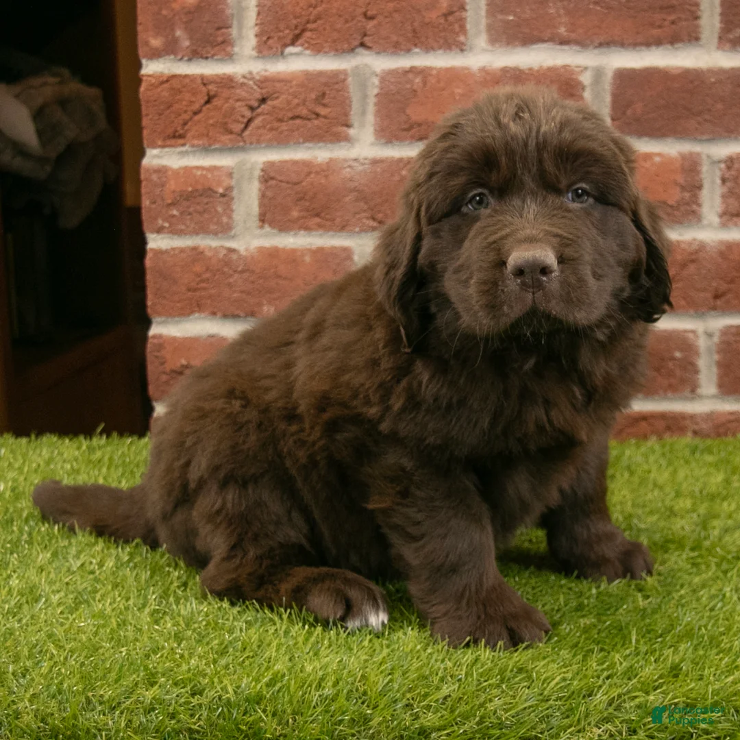 Newfoundland dogs for sale: Dexter - Ad 1