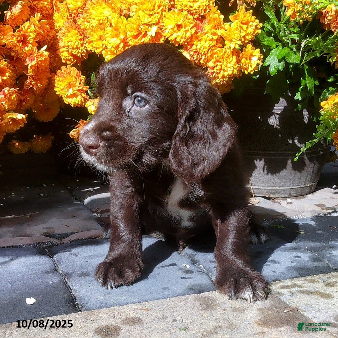 English Cocker Spaniel dogs for sale: Dallas - Ad 12