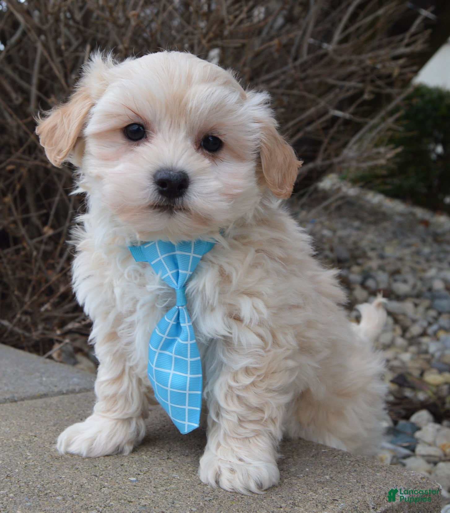 Maltipoo dogs Max - Ad 1