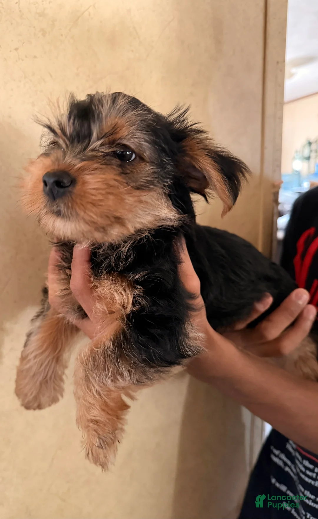 Yorkshire Terrier dogs for sale: Mario - Ad 2
