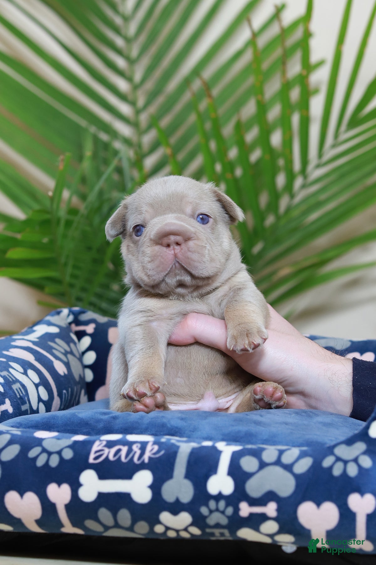 French Bulldog dogs Royal  - Ad 2