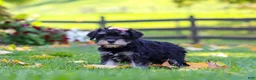 Miniature Schnauzer dogs for sale: Gracie - Ad 5