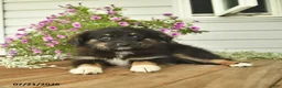 Toy Australian Shepherd dogs for sale: Anthony - Ad 5