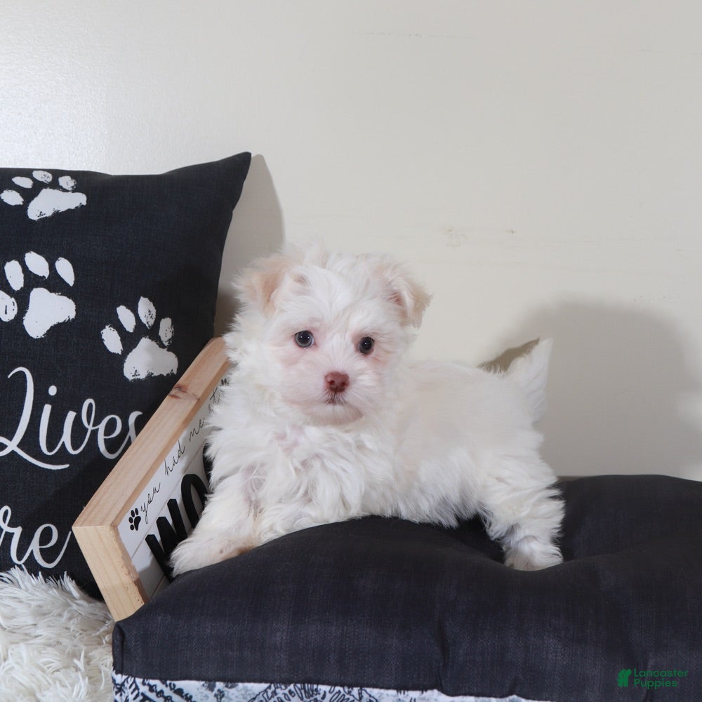 Havanese dogs Havanese Puppy Stormy - Ad 18