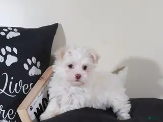 Havanese dogs Havanese Puppy Stormy - Ad 18