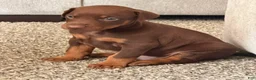 Doberman Pinscher dogs for sale: Doberman Pinscher Puppy 1 - Ad 6