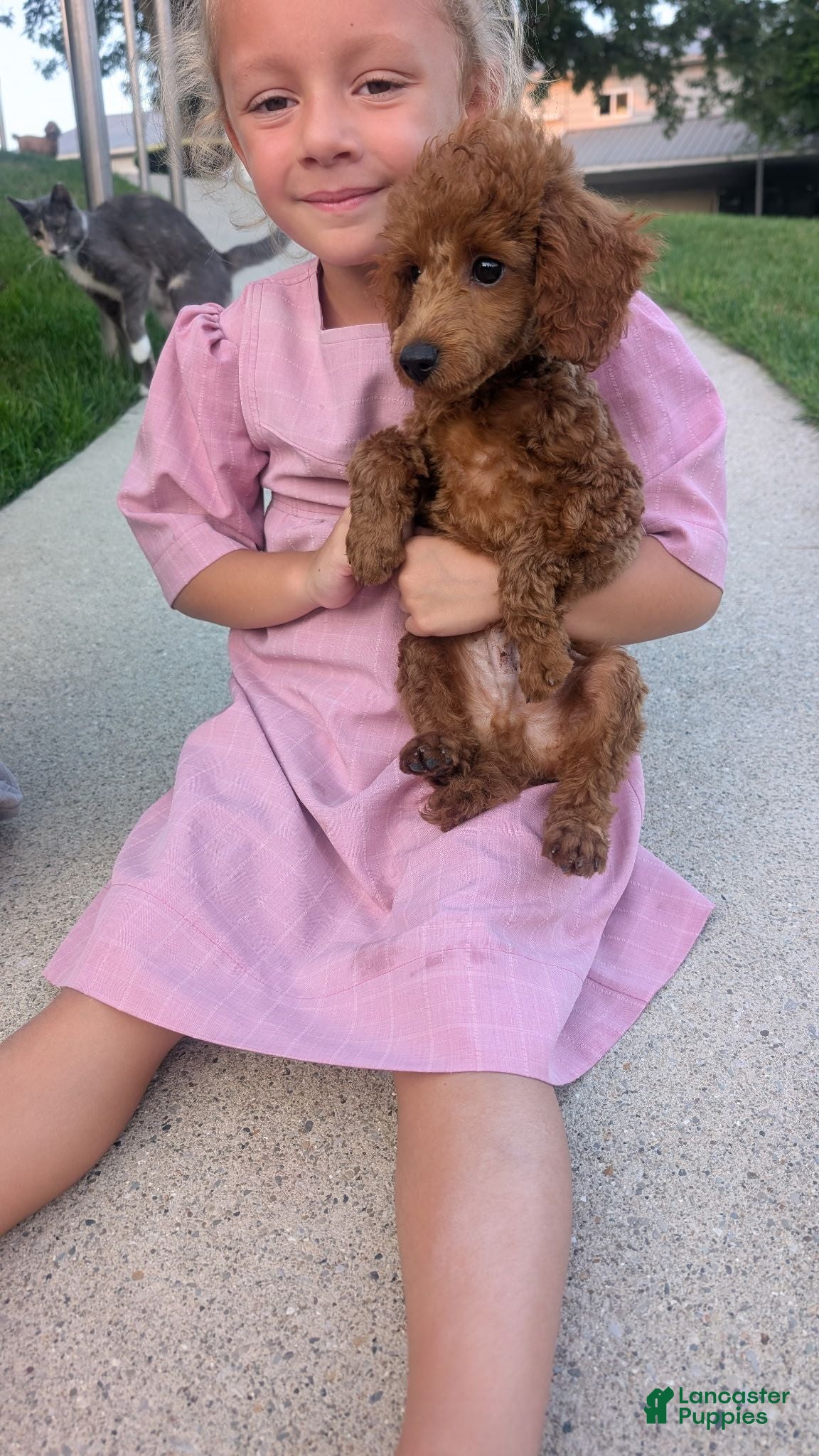 Toy Poodle dogs Toy Poodle 1 - Ad 2