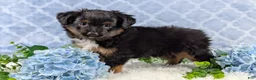 Toy Australian Shepherd dogs for sale: Bronson - Ad 11