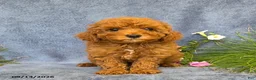 Cavapoo dogs for sale: Trixie - Ad 5