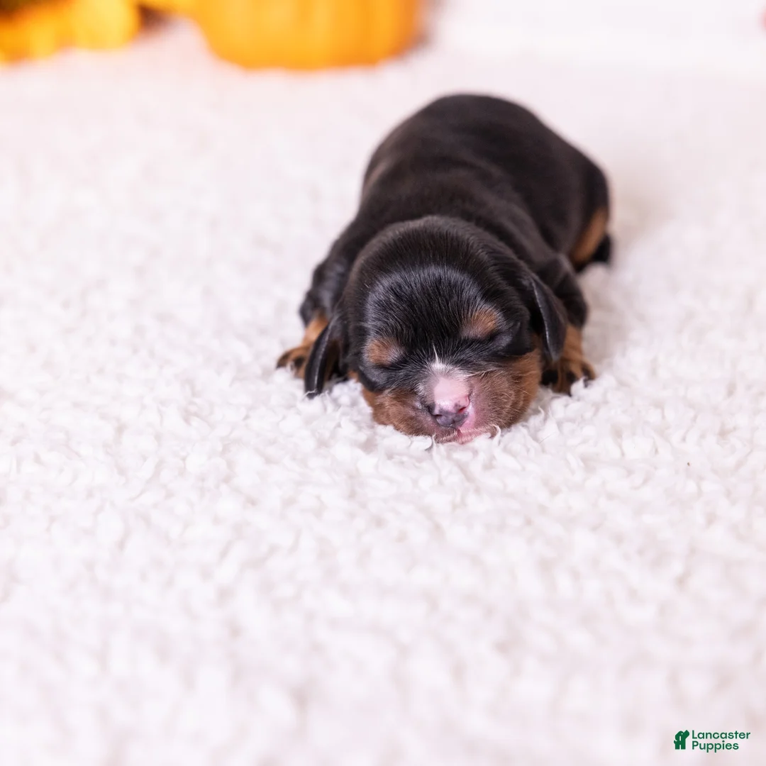 Cavalier King Charles Spaniel dogs for sale: Asher - Ad 2