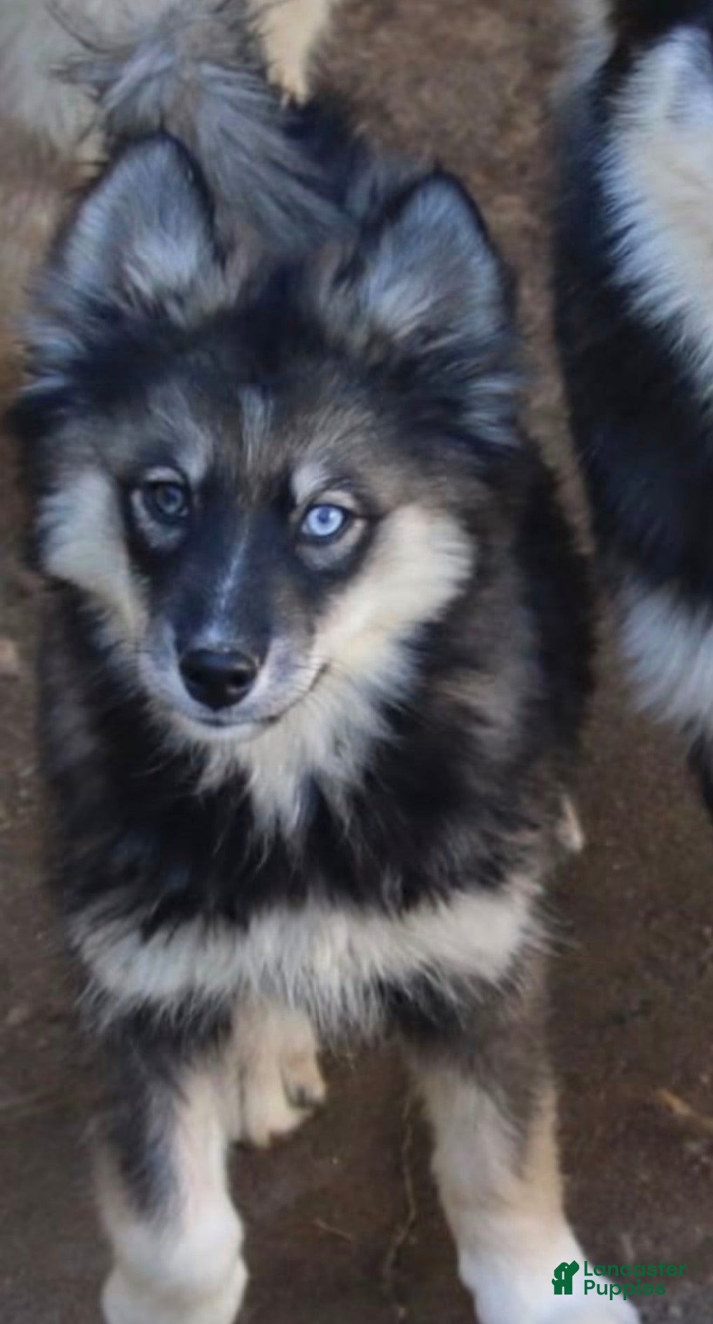 Pomsky dogs for sale: Dutch - Ad 1