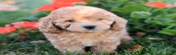 Bichpoo dogs for sale: Charlie - Ad 5